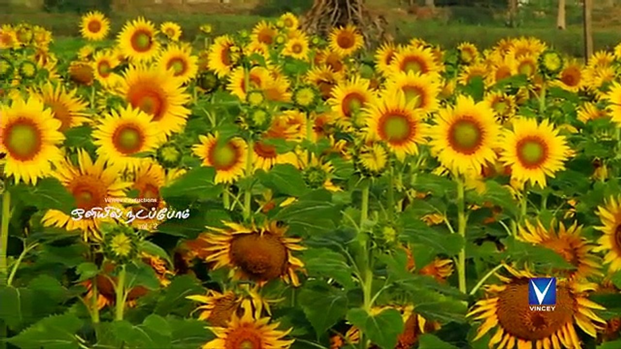 பட்டர்பிளை ஆனேன் - New Tamil Christian Children Song - ஒளியில் நடப்போம் Vol-2