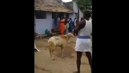 Koyunun Tek Seferde Öldürkmek İstiyor Ama..........