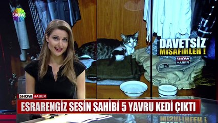 Esrarengiz sesin sahibi 5 yavru kedi çıktı
