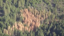 More than 100 million trees destroyed in California forests