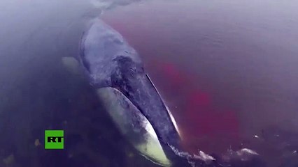 INTENTAN RESCATAR UNA BALLENA DE MÁS DE 30 TONELADAS
