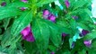 361 How to protect and care Balsam/ Impatiens Plants during hot summer (Hindi /Urdu) 10/4/