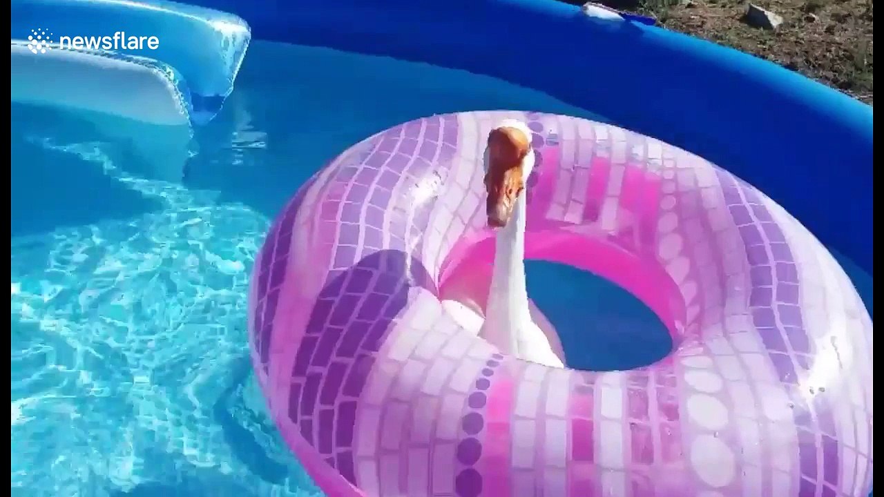 Just a goose cooling off in a pool