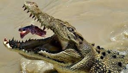 RACE OF LIFE. The strongest survives / Documentary Films 2017 / Amazing Animals TV