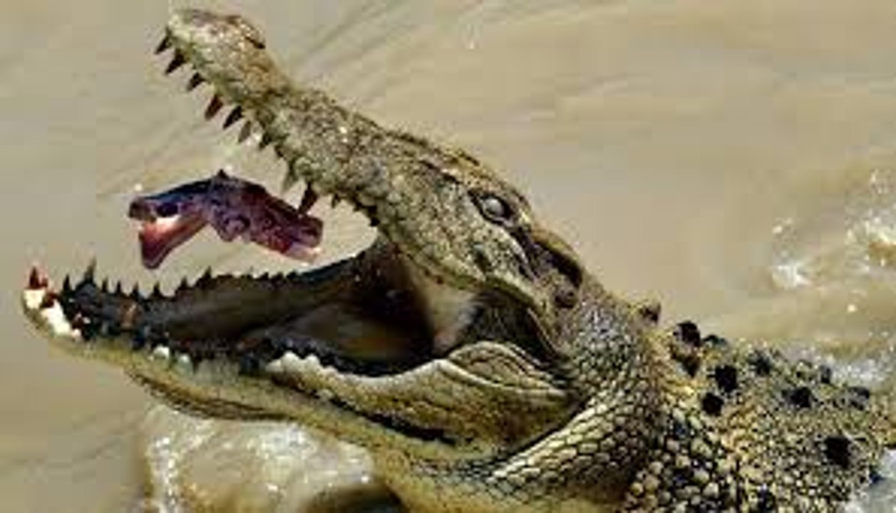 RACE OF LIFE. The strongest survives / Documentary Films 2017 / Amazing Animals TV