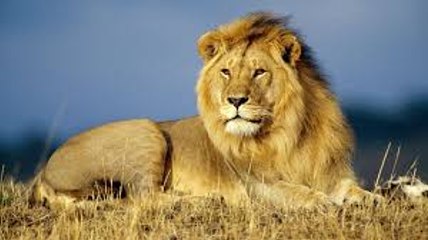 African Lions Documentary - Wake up the Wild