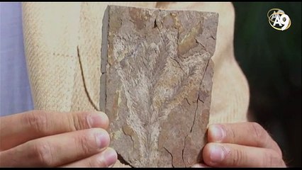 50 milyon yıllık sekoya dalı evrimi yalanlıyor.