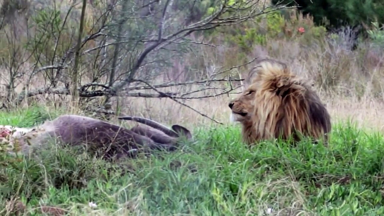 Un lion charge des photographes animaliers qui...