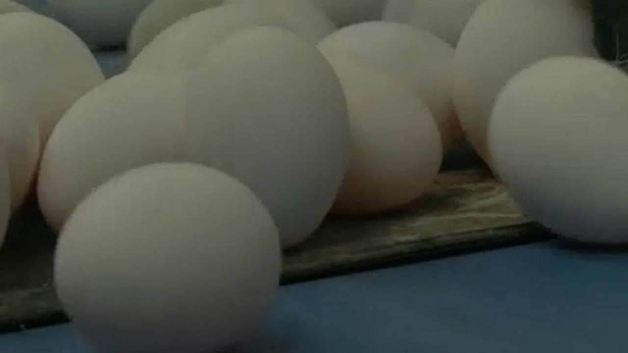 Fipronil-skandal erreicht hongkong - eu-kommission plant krisentreffen