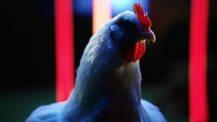 肯德基2017年电视广告 KFC TV Commercial 2017 - The Whole Chicken [Reverse]