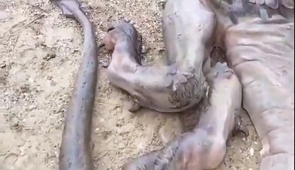 Real Dargons _ Indonesia Forest Dargon _ Live Animal Dargon