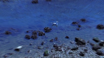muette des mer