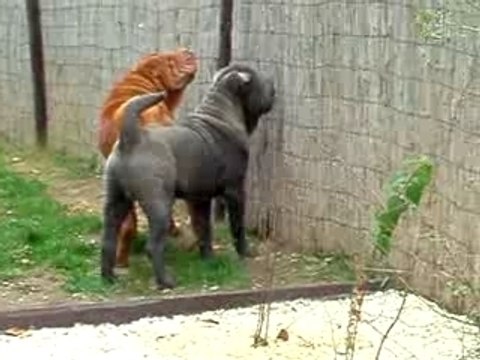 Qi Ming Xing shar-pei kennel