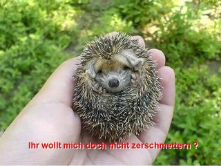 PASST BITTE AUF DIE IGEL AUF- FAHRT VORSICHTIG