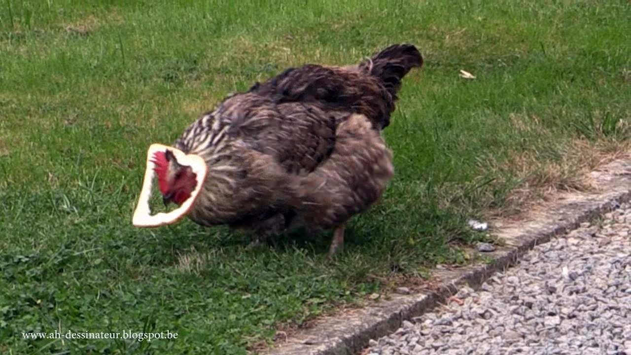 Stupid Chicken video Dailymotion