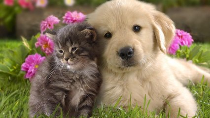 2K   AGRADECIMENTO  A  TODOS  OS  AMIGOS