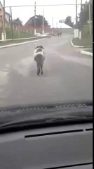Funny sheep CatWalking and dancing in Arabic Music in the centre of Road in Pakistan