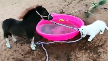 De risa : perrito quiere que este poney se bañe