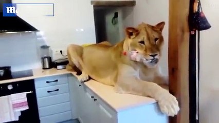 Nuôi sư tử trong nhà