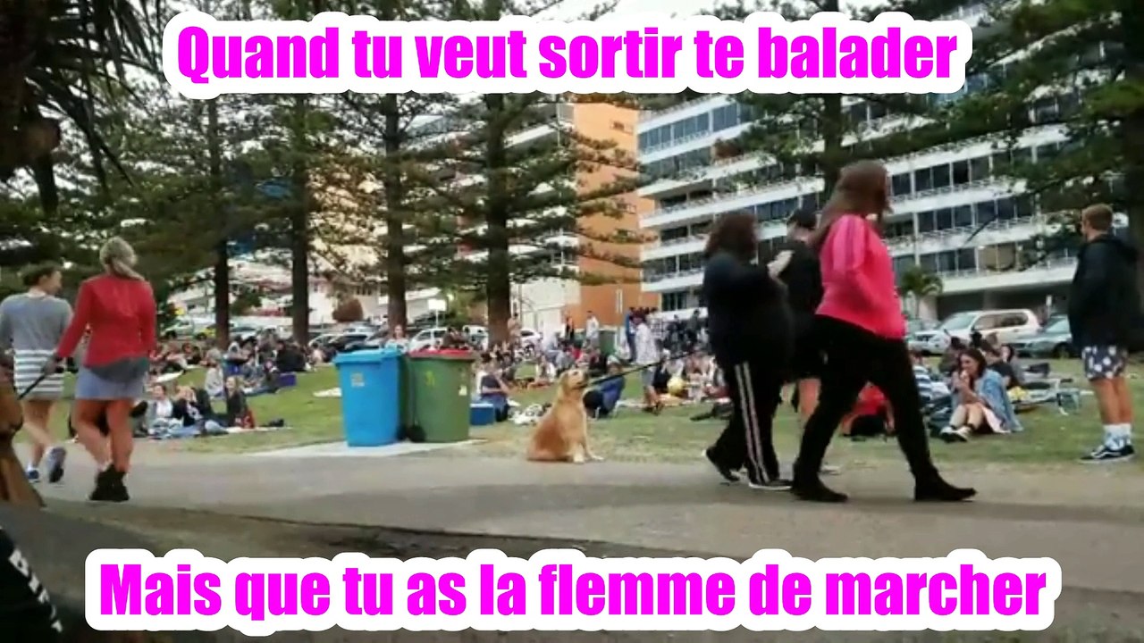 Quand tu veut sortir te balader ... Mais que tu as la flemme de marcher
