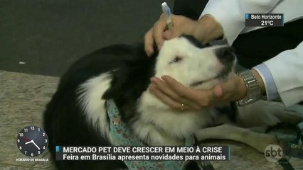 Mercado pet deve crescer 50% este ano no Brasil