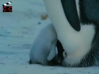 Pinguins dansen op het ijs