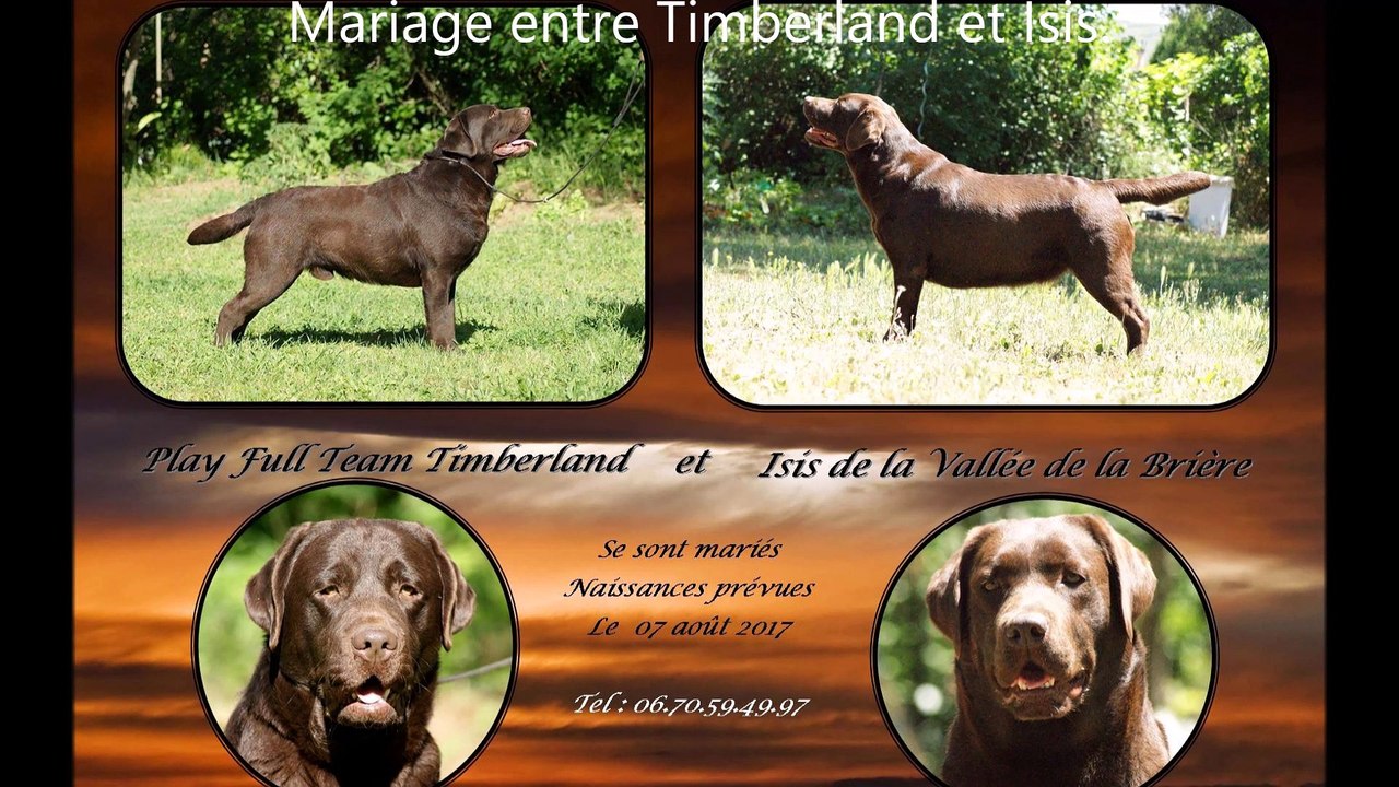 Film de mariage