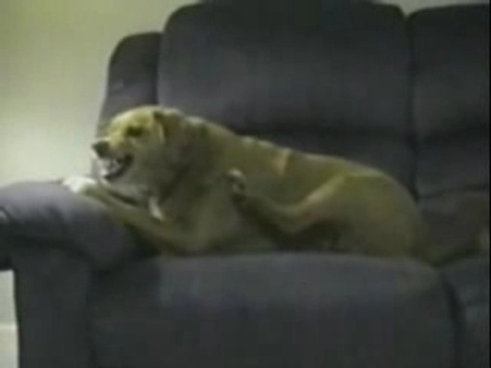 Le chien le plus con
