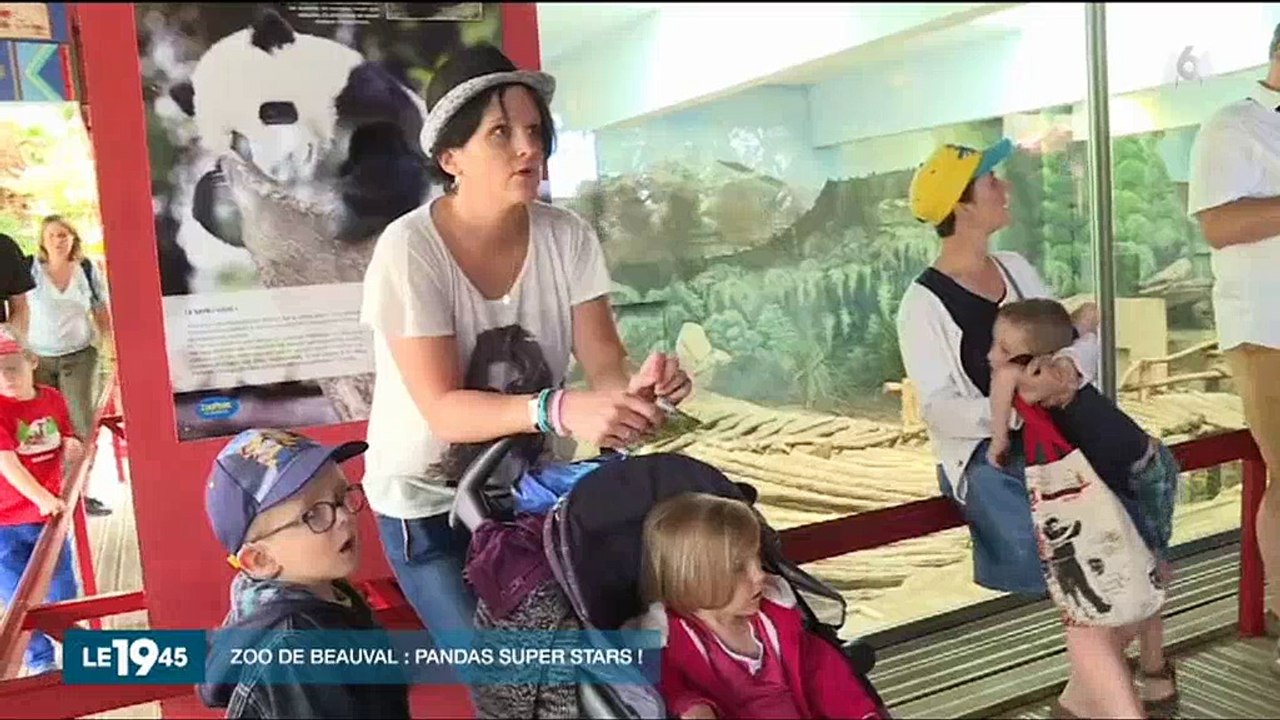 Zoo de Beauval : Des milliers de visiteurs se bousculent pour prendre des nouvelles du bébé panda - Regardez