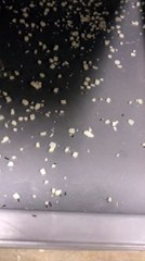 Omg! Please beware of Papa John's pizza! Please repost this