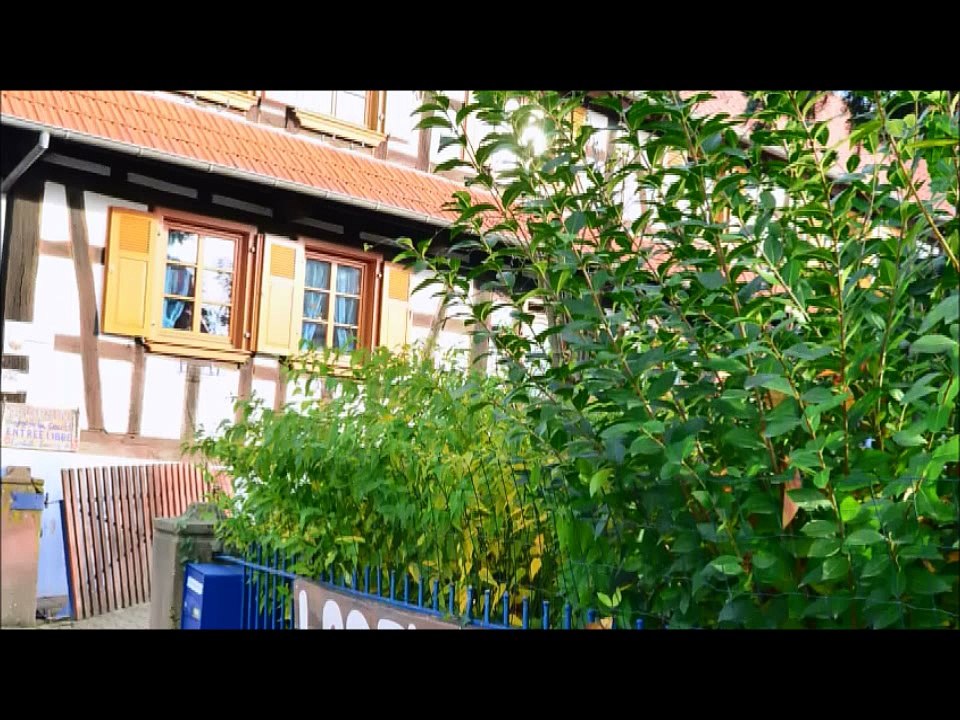 Im Elsaß - 12-08.2017