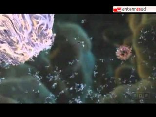 TG 11.01.11 Influenza H1N1, rieccol...A