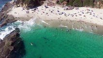 Les images magiques d'une baleine qui nage tout près d'une plage de californie