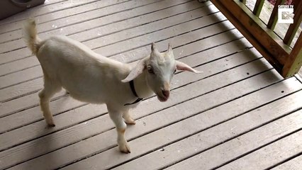 Comment geler le cerveau d'une chèvre... Avec une glace