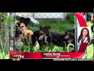 Brigada de adopción de mascotas / Comunidad