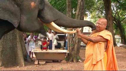 Sri Lanka's elephants: Tradition versus animal rights