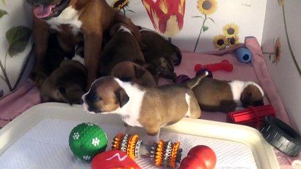 36ème Vidéo Petit Pétard n°3 de STAFFORDLAND