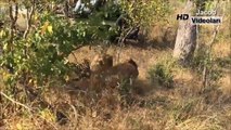LEOPARD vs HYENA Real Fight ►► Lion Crocodile Gorilla (Big Baboon) Cheetah Wild Animal Att