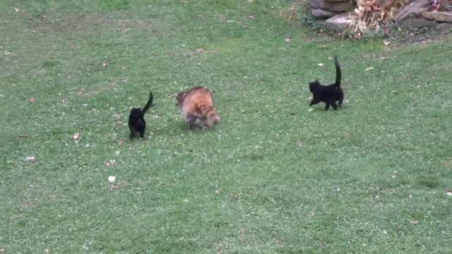 Ce raton laveur aveugle a ses 2 chats gardes du corps !