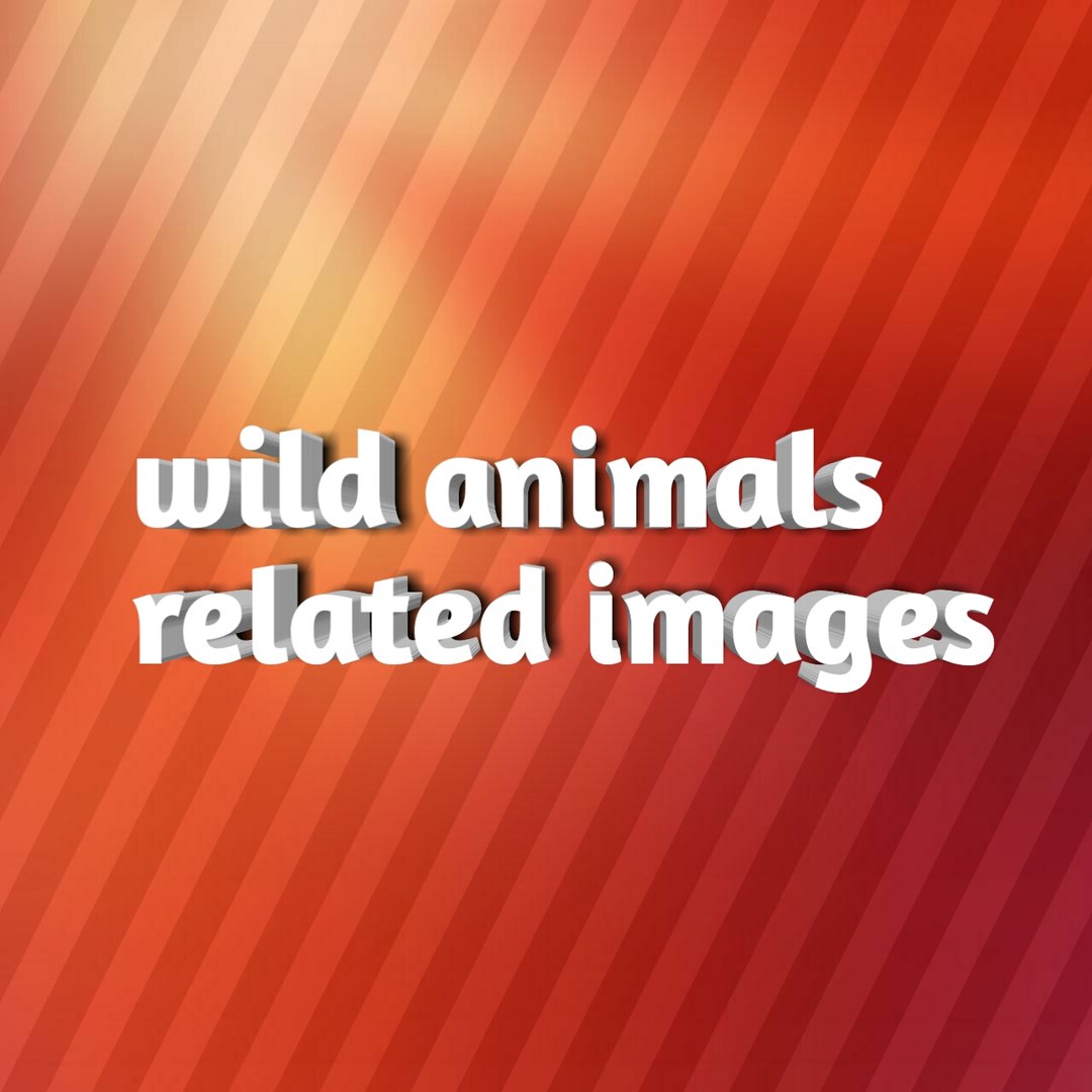 Beautiful  video(wild animals video)