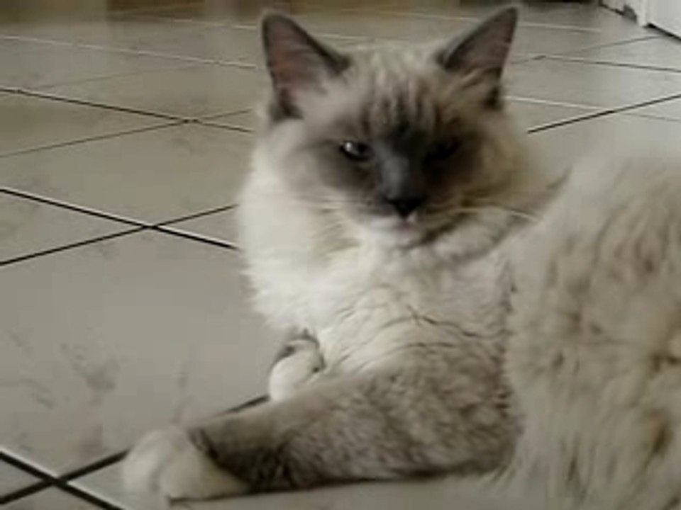 Quelques secondes de mon Candide à 6,5 mois