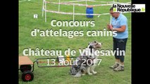 VIDEO. château de Villesavin, Concours d'attelages canins