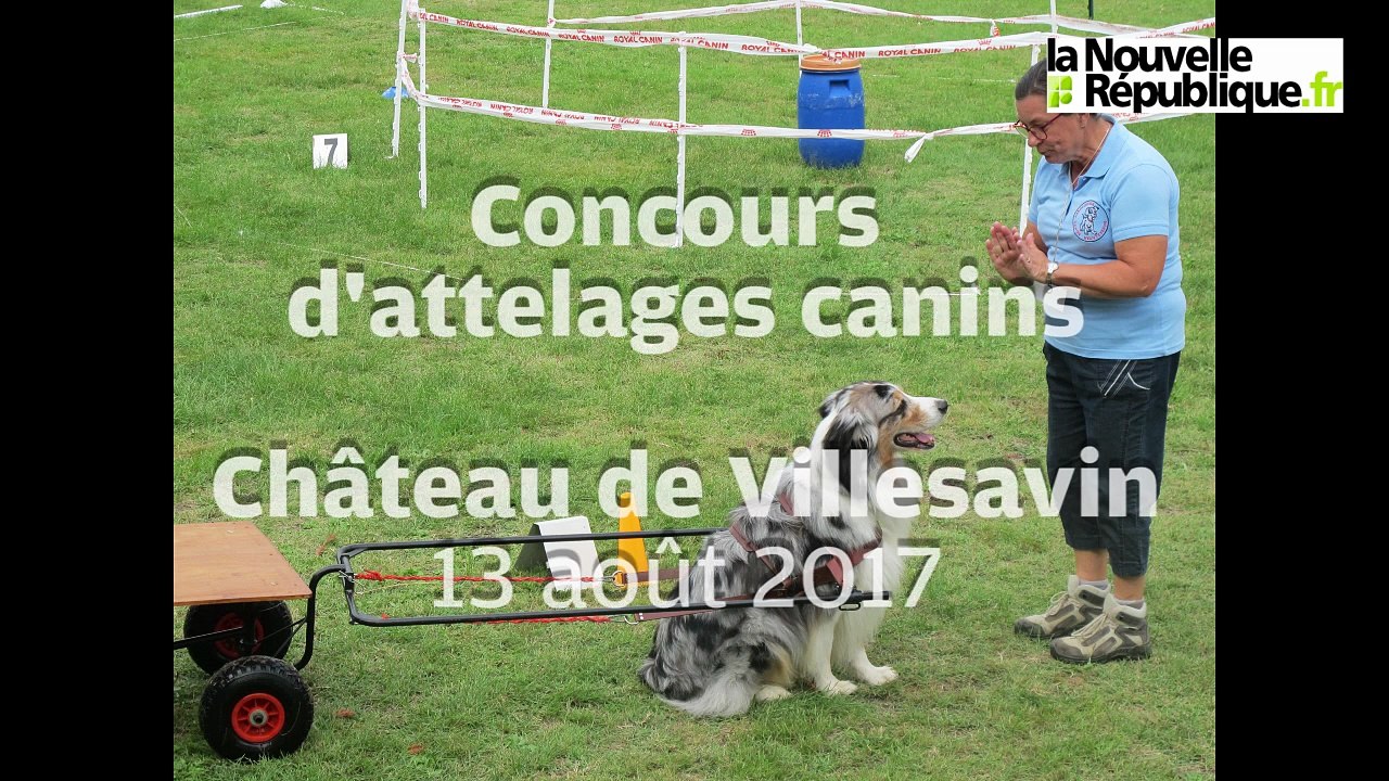 VIDEO. château de Villesavin, Concours d'attelages canins
