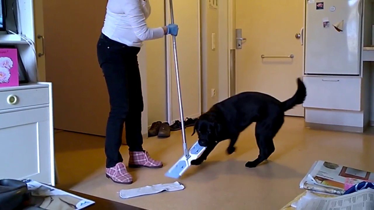 Un Chien interrompt une femme à faire le ménage!!