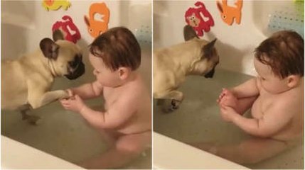 Baby Helps French Bulldog Take A Bath