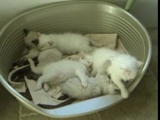 Chatons-Double-Coeur-oct-2007