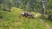 Savoie : un combat de bouquetins filmé au Mont-Granier !