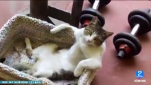 Đọc suy nghĩ động vật