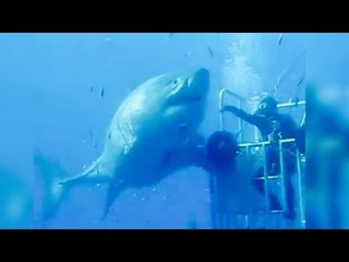 Captan enorme tiburón blanco en la isla Guadalupe, BC