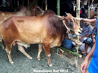 Qurbani Eid In Bangladesh